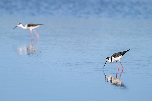 Black-necked_stilt_GI_2022)1