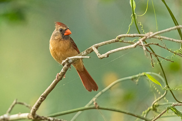 Northern_cardinal_Louisiana_2022_1