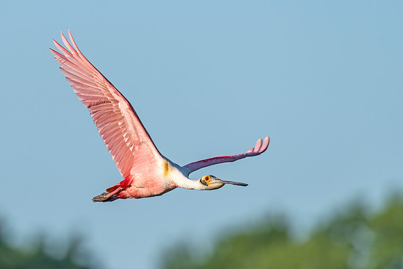 Roseate_spoonbill_NewIberia_2022_4