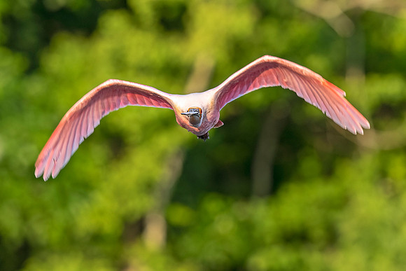 Roseate_spoonbill_NewIberia_2022_5