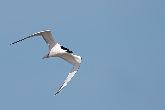 Sandwich_tern_GI_2022_1