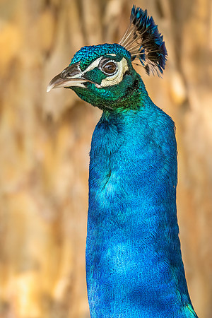 Peacock_RR_2022_1