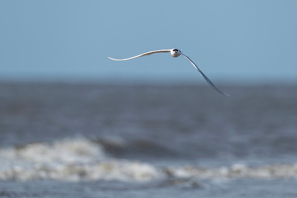 Sandwich_tern_GI_2022_2