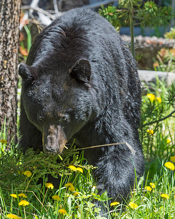 Black_bear_YNP_2015_1