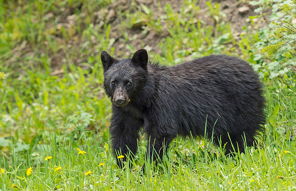 Black_bear_YNP_2015_2