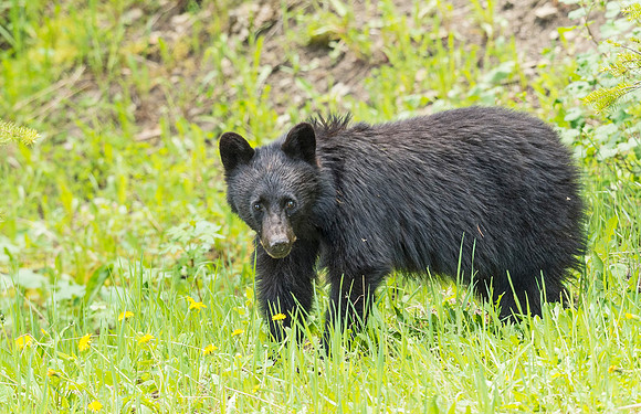 Black_bear_YNP_2015_3