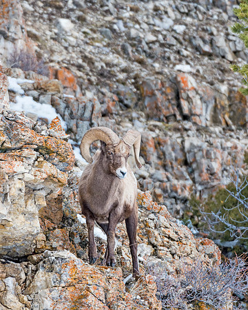 Bighorn_ram_Yellowstone_2015_3