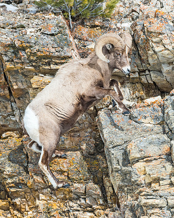 Bighorn_ram_Yellowstone_2015_2