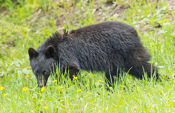 Black_bear_YNP_2015_4