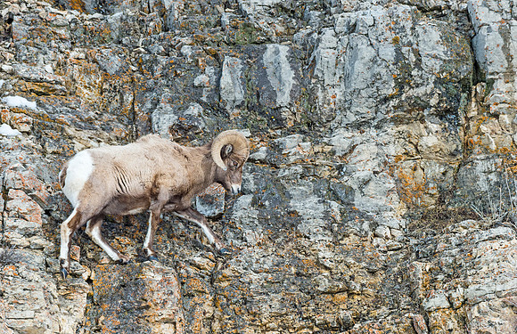 Bighorn_ram_Yellowstone_2015_1