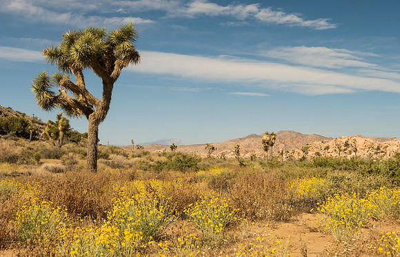 Joshua_Tree_National_Park_1