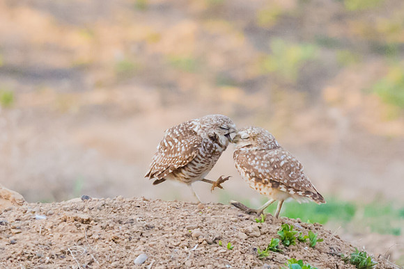 Burrowing_owl_1