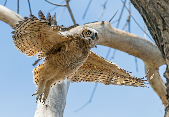 Great_Horned_Owlet_16