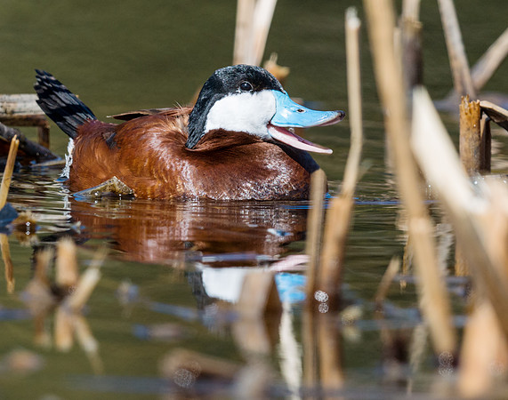 Ruddy_duck_1