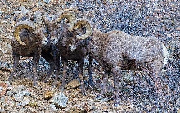 Bighorn_ram_22