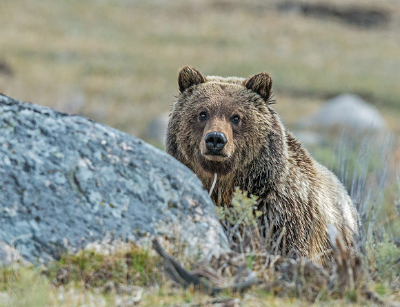 Grizzly_Bear_2