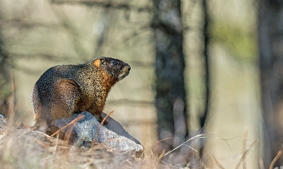 Yellow_bellied_marmot_2