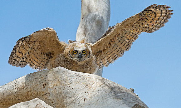 Great_Horned_Owlet_17