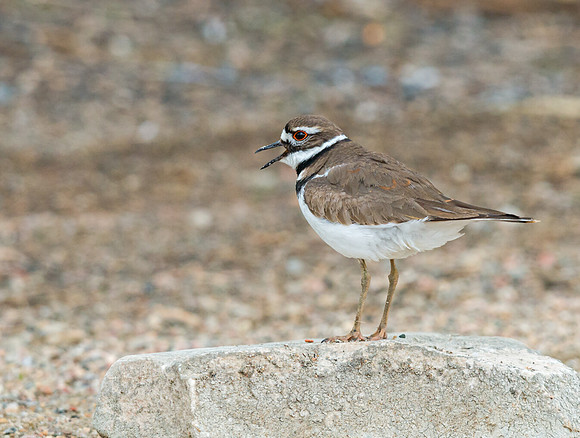 Killdeer_2