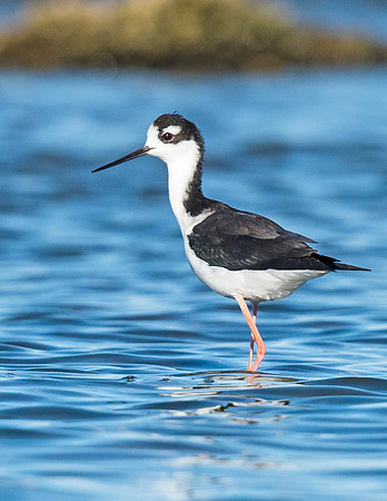 Black-necked_stilt_2015_Salton_Sea_4