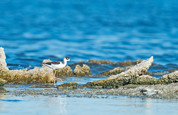 Black-necked_stilt_2015_Salton_Sea_1