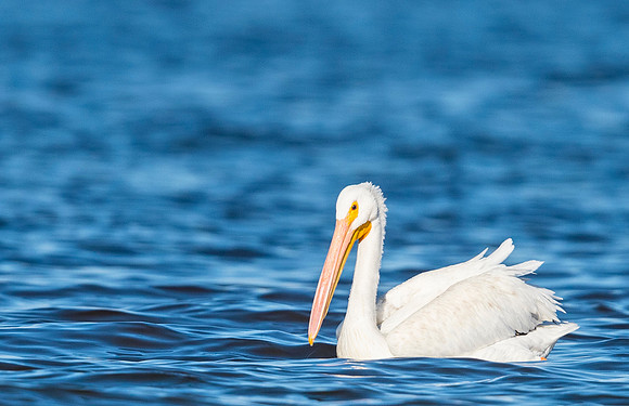 American_white_pelican_Salton_Sea_2015_1