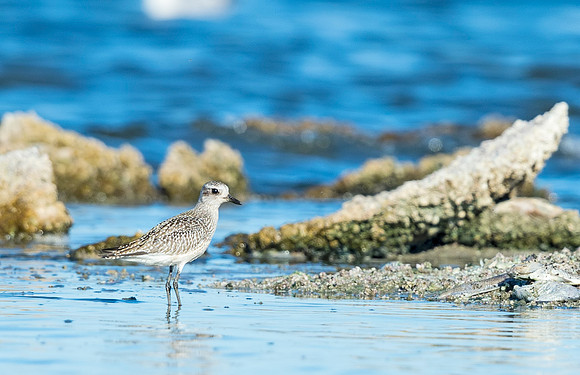 Black-bellied_plover_Salton_Sea_2015_1