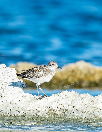 Black-bellied_plover_Salton_Sea_2015_2