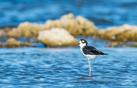 Black-necked_stilt_2015_Salton_Sea_3
