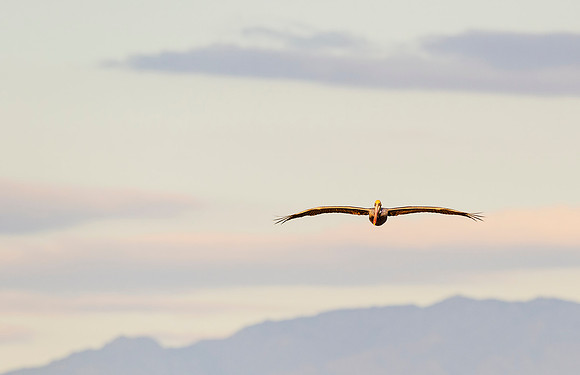 Brown_pelican_Salton_Sea_2015_1