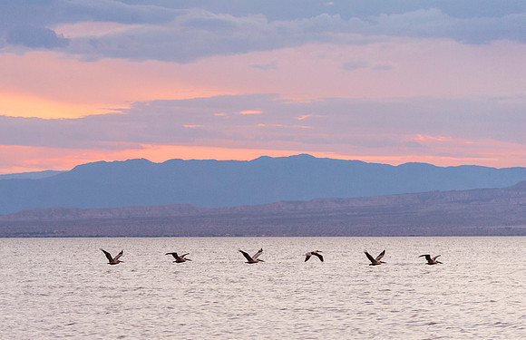 Brown_pelicans_Salton_Sea_2015_1