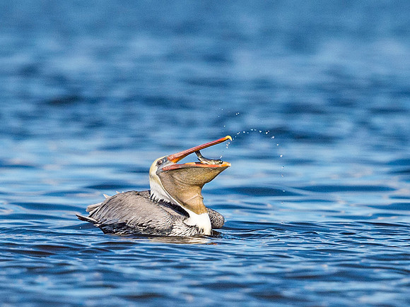 Brown_pelican_Salton_Sea_2015_4