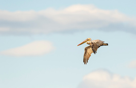 Brown_pelican_Salton_Sea_2015_2