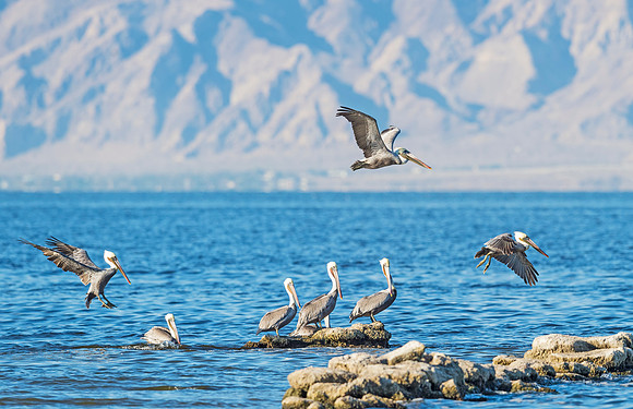 Brown_pelican_Salton_Sea_2015_3