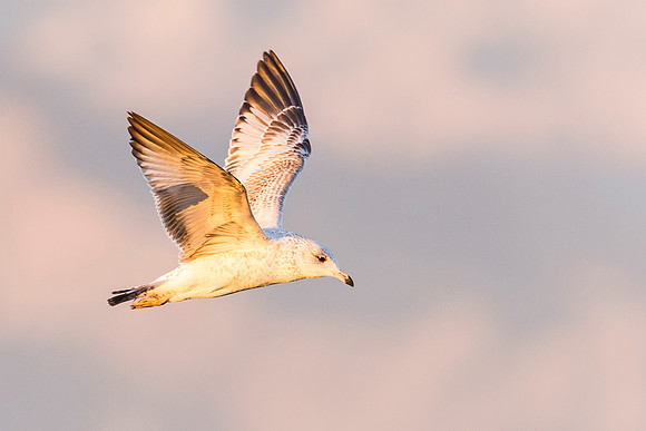 California_gull_Salton_Sea_2015_1