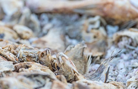 Dead_Fish_Salton_Sea_2015_1