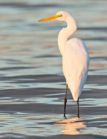 Great_egret_Salton_Sea_2015_1