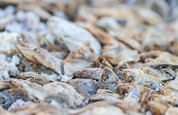 Dead_Fish_Salton_Sea_2015_2