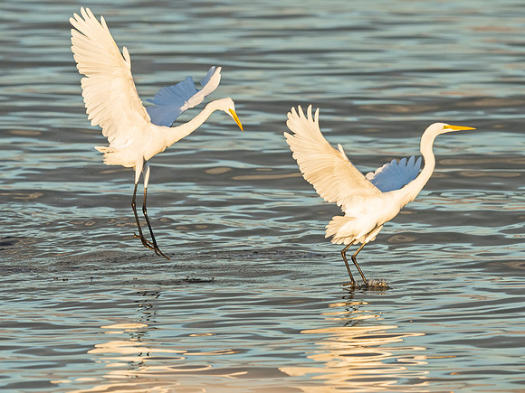 Great_egret_Salton_Sea_2015_2