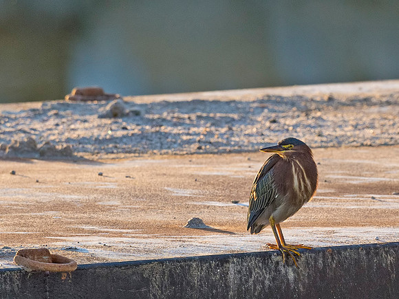 Green_heron_Salton_Sea_2015_1