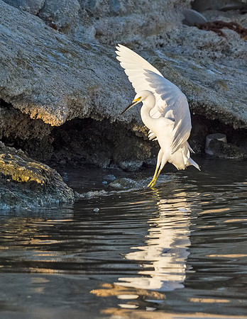 Snowy_egret_Salton_Sea_2015_1