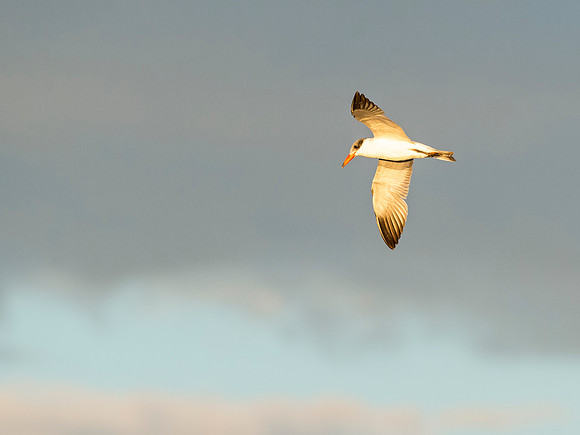 Tern_Salton_Sea_2015_2