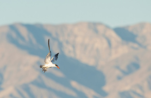 Tern_Salton_Sea_2015_3