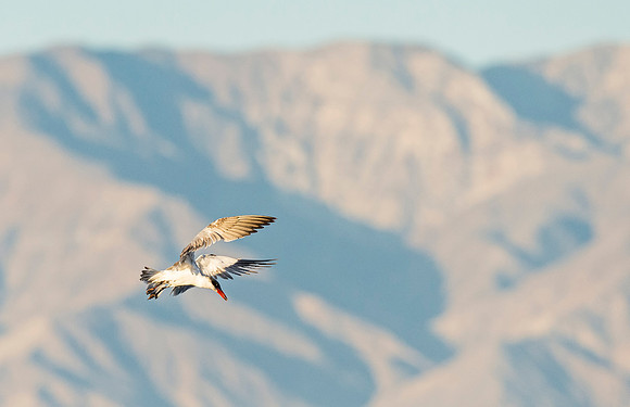 Tern_Salton_Sea_2015_4