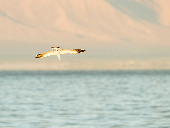 Tern_Salton_Sea_2015_1