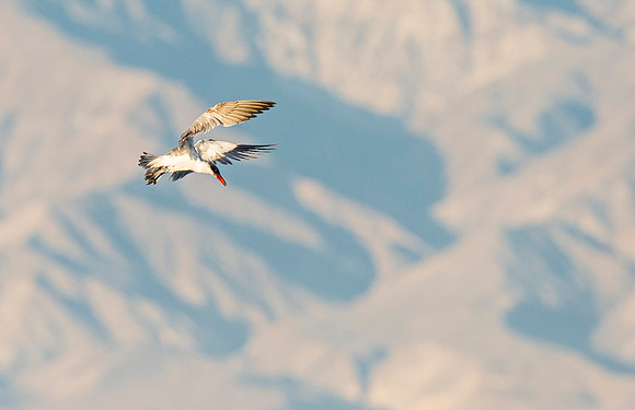 Tern_Salton_Sea_2015_4