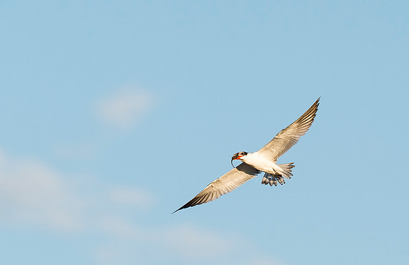Tern_Salton_Sea_2015_6