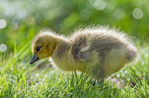 Gosling_Belmar_2015_3