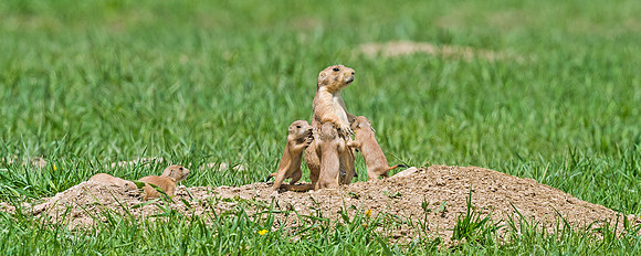 Black-tailed_prairie_dog_5