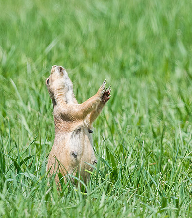 Black-tailed_prairie_dog_10